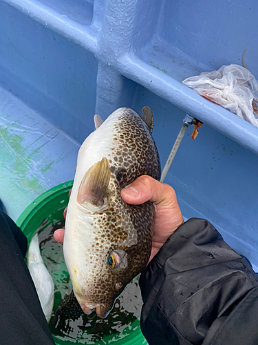 ショウサイフグの釣果