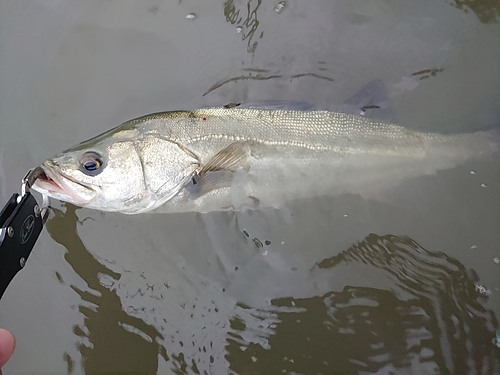 フッコ（マルスズキ）の釣果