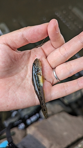 ハゼの釣果