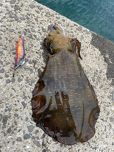 アオリイカの釣果