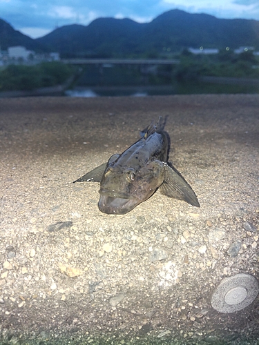 ハゼの釣果