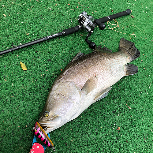 バラマンディの釣果