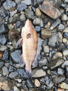 オオモンハタの釣果