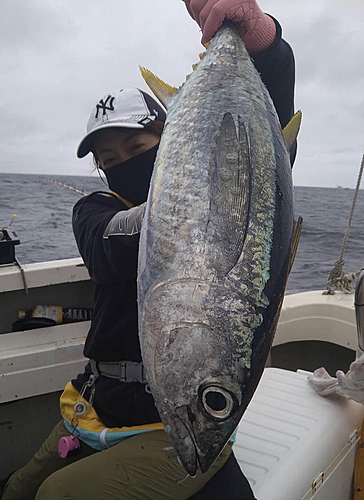 キハダマグロの釣果