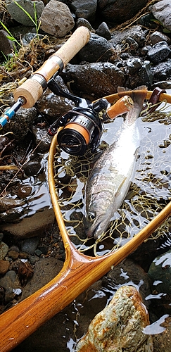 アマゴの釣果