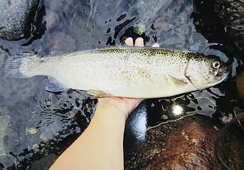 ニジマスの釣果