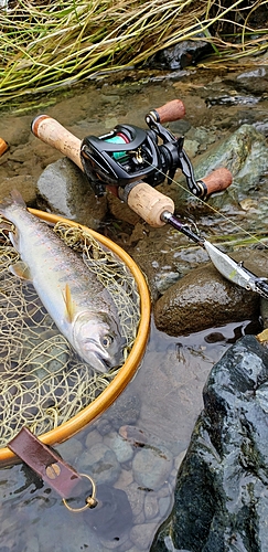 アマゴの釣果