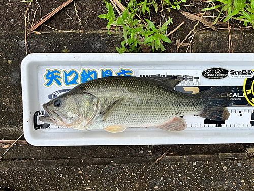 ブラックバスの釣果