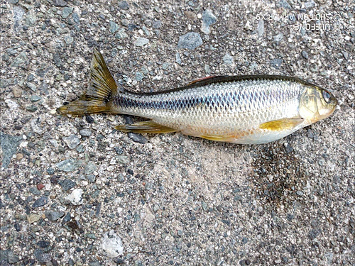 カワムツの釣果