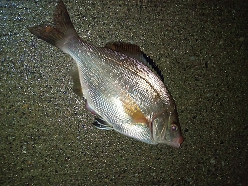 マタナゴの釣果