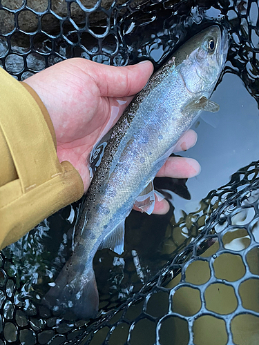 ヤマメの釣果