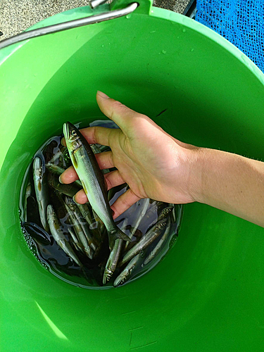 アユの釣果