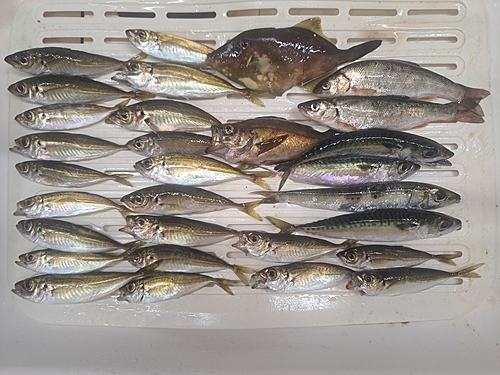 アジの釣果