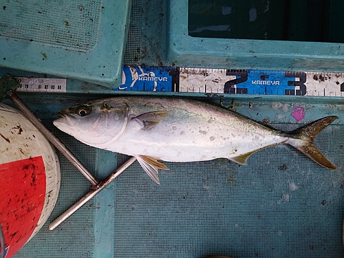 ヤズの釣果