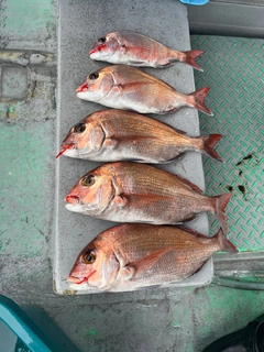 マダイの釣果