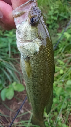 ラージマウスバスの釣果