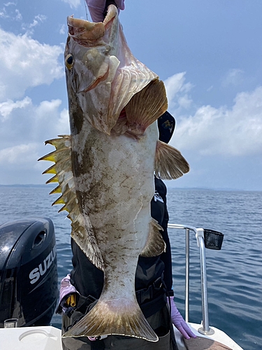 クエの釣果