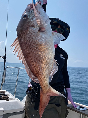 マダイの釣果