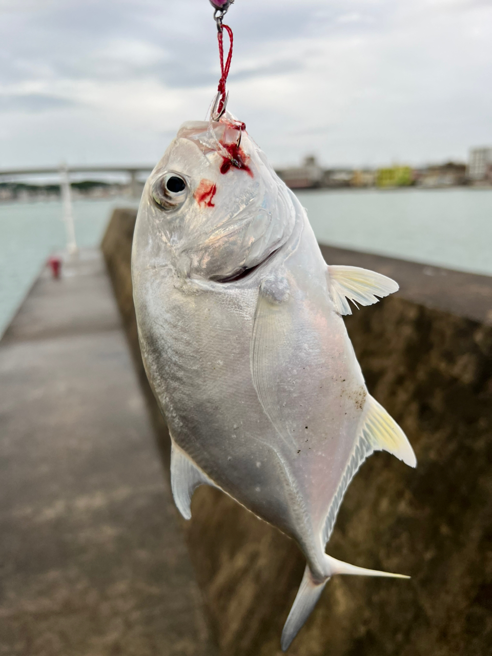 カマス