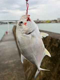 カマスの釣果