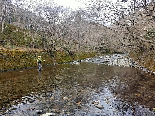 アマゴの釣果