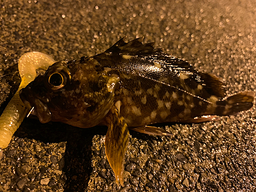 カサゴの釣果