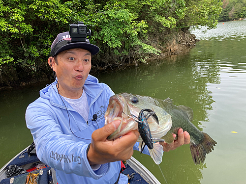 ブラックバスの釣果