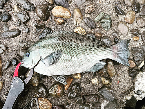 メジナの釣果