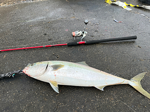 ワカシの釣果