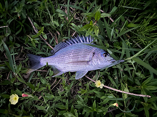 キビレの釣果