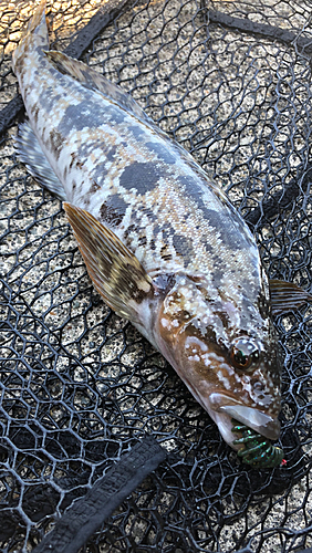 アブラコの釣果