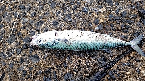 サバの釣果