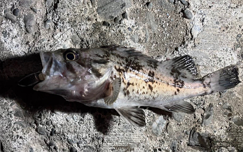 クロソイの釣果