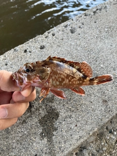 カサゴの釣果