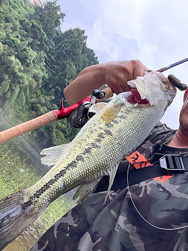 ブラックバスの釣果