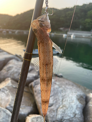 エソの釣果