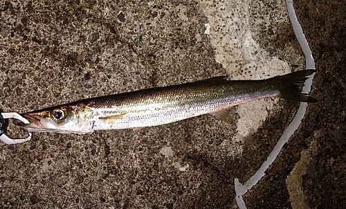 カマスの釣果