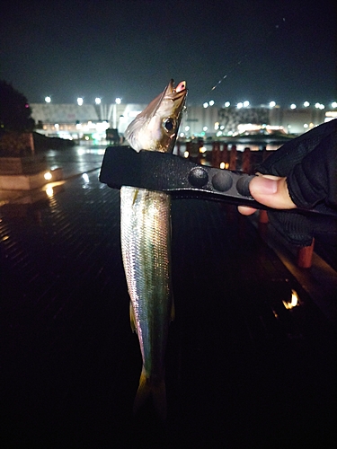 カマスの釣果