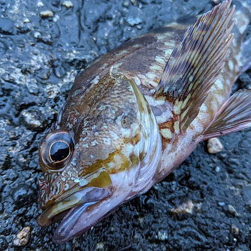 カサゴの釣果