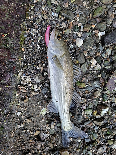 セイゴ（マルスズキ）の釣果