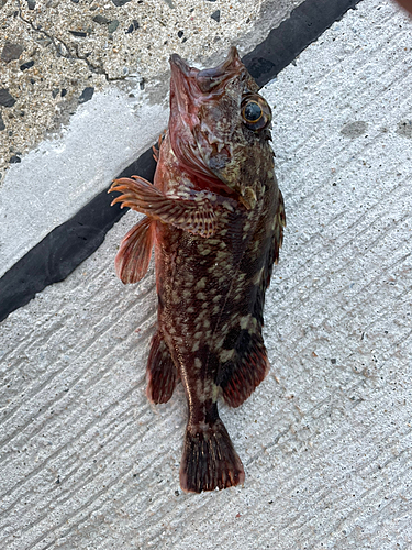 アラカブの釣果