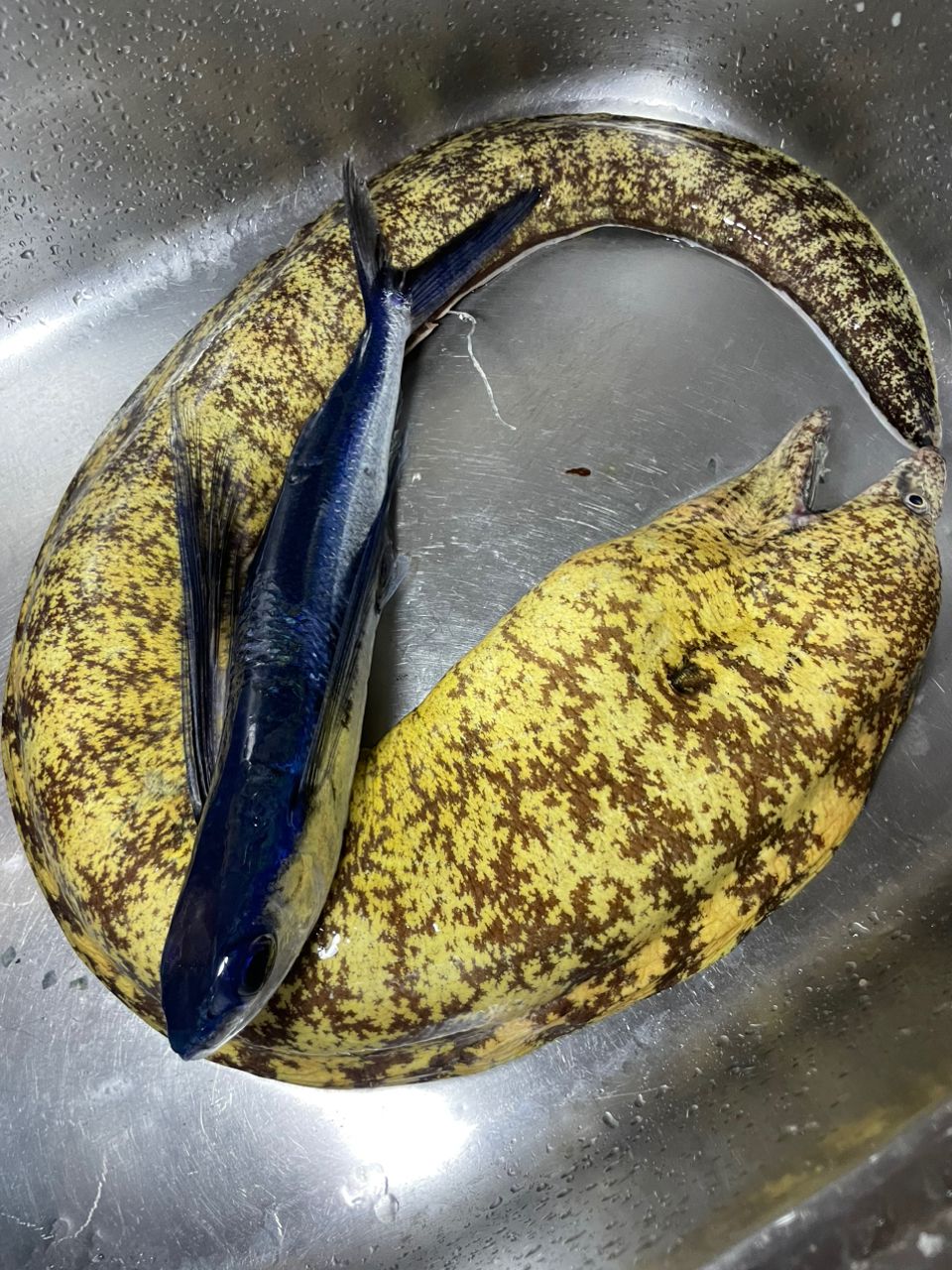 トビウオ