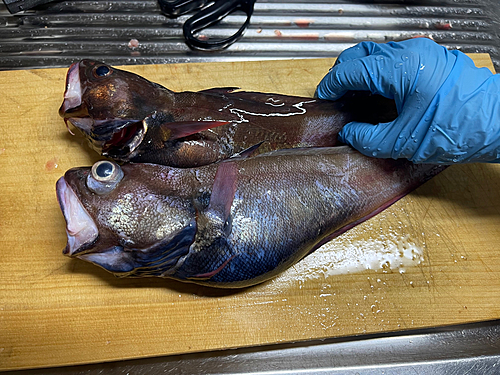 ドンコの釣果