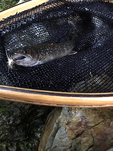 イワナの釣果