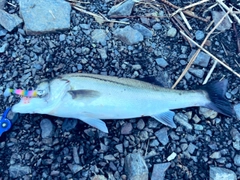 スズキの釣果