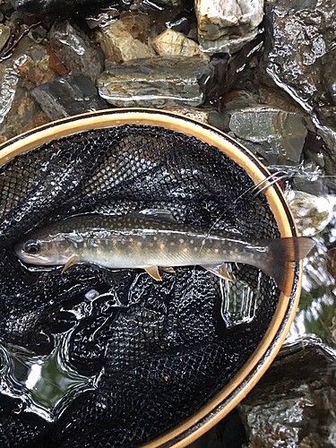 イワナの釣果