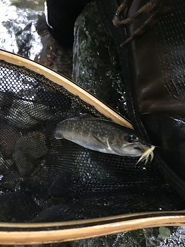 イワナの釣果