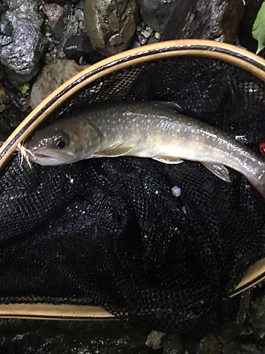 イワナの釣果