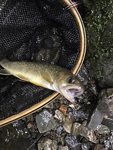 イワナの釣果