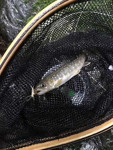 イワナの釣果